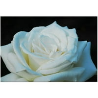 Търговска марка Бяла Роза от Курт Шафър, 16х24
