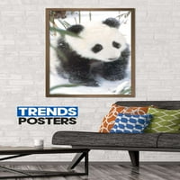 Животни - Панда в плаката за снежна стена, 22.375 34